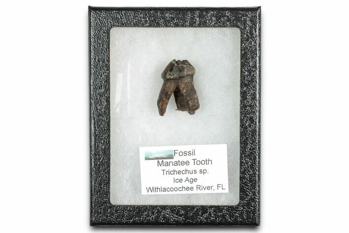 Pleistocene Fossil Manatee (Trichechus) Tooth - Florida #336170